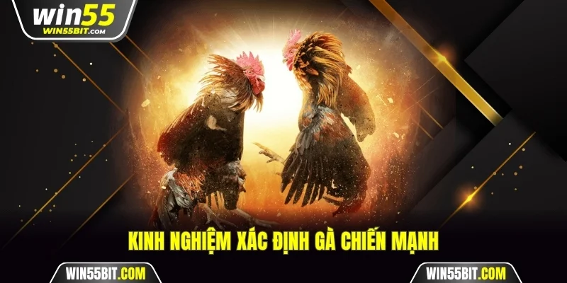 Bí kíp xác định gà chiến chuẩn chỉnh