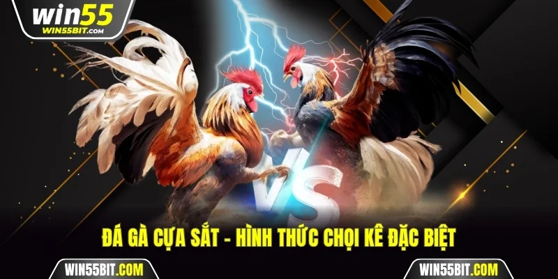 Đá gà cựa sắt