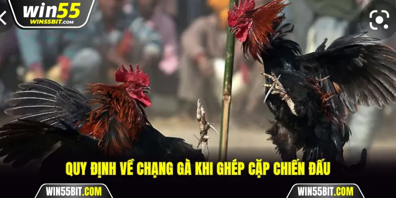 Quy định về chạng khi ghép gà chiến đấu