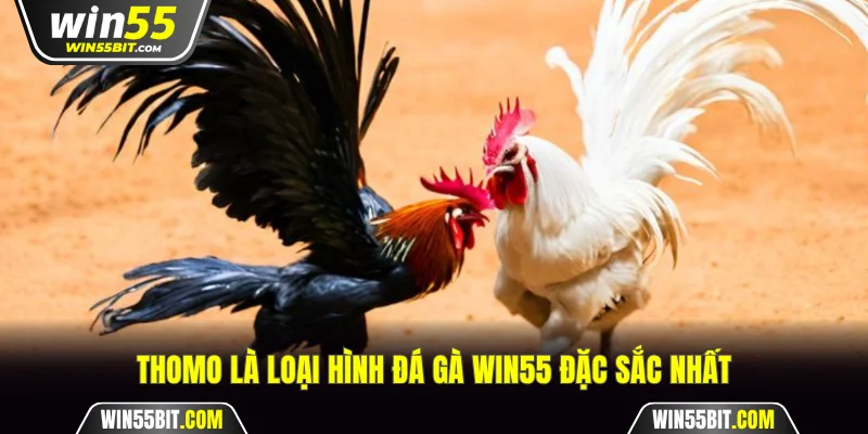 Thomo là loại hình đá gà Win55 đặc sắc nhất