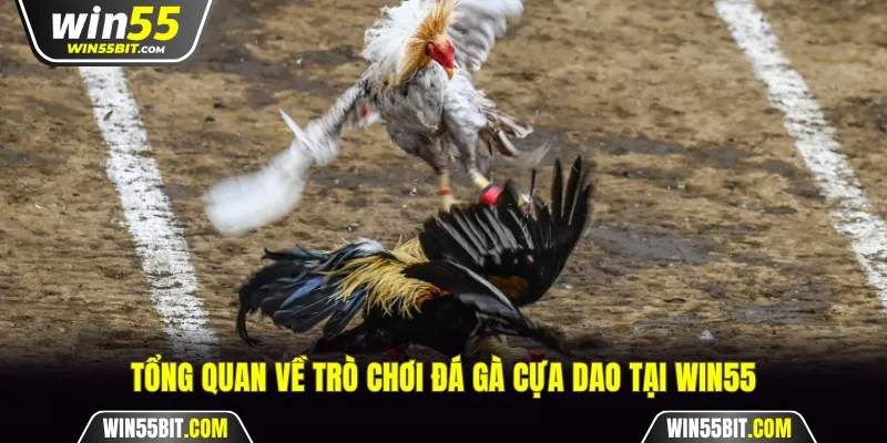 Tổng quan về đá gà cựa dao tại Win55