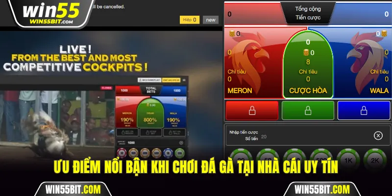 Ưu điểm khi chơi đá gà tại trang game